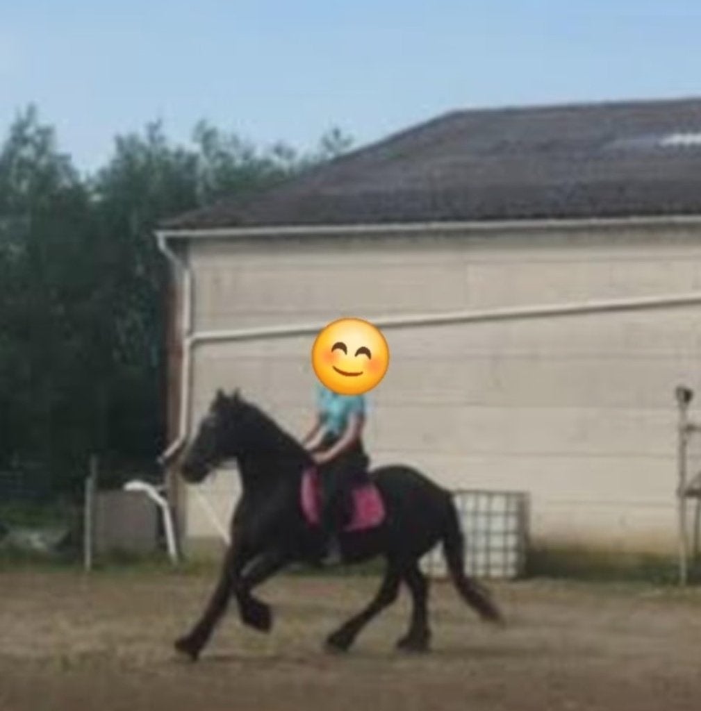 Verzorger aangeboden, Dieren en Toebehoren, Paarden en Pony's | Verzorgingsproducten, Ophalen of Verzenden, Nieuw