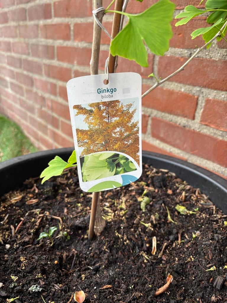Ginkgo Biloba/Jonge Japanse Notenboom, Bloeit niet, Overige soorten, 100 tot 250 cm, Ophalen