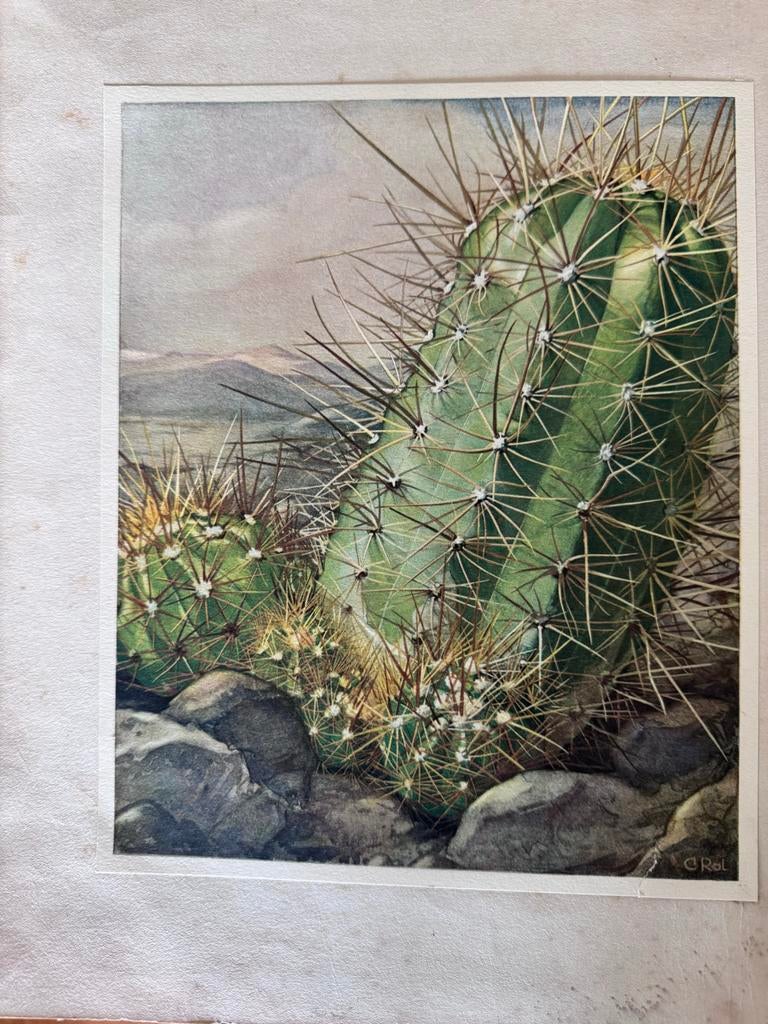 Verkade Album Cactussen, Ophalen, 1920 tot 1940, Ongelopen, Natuur