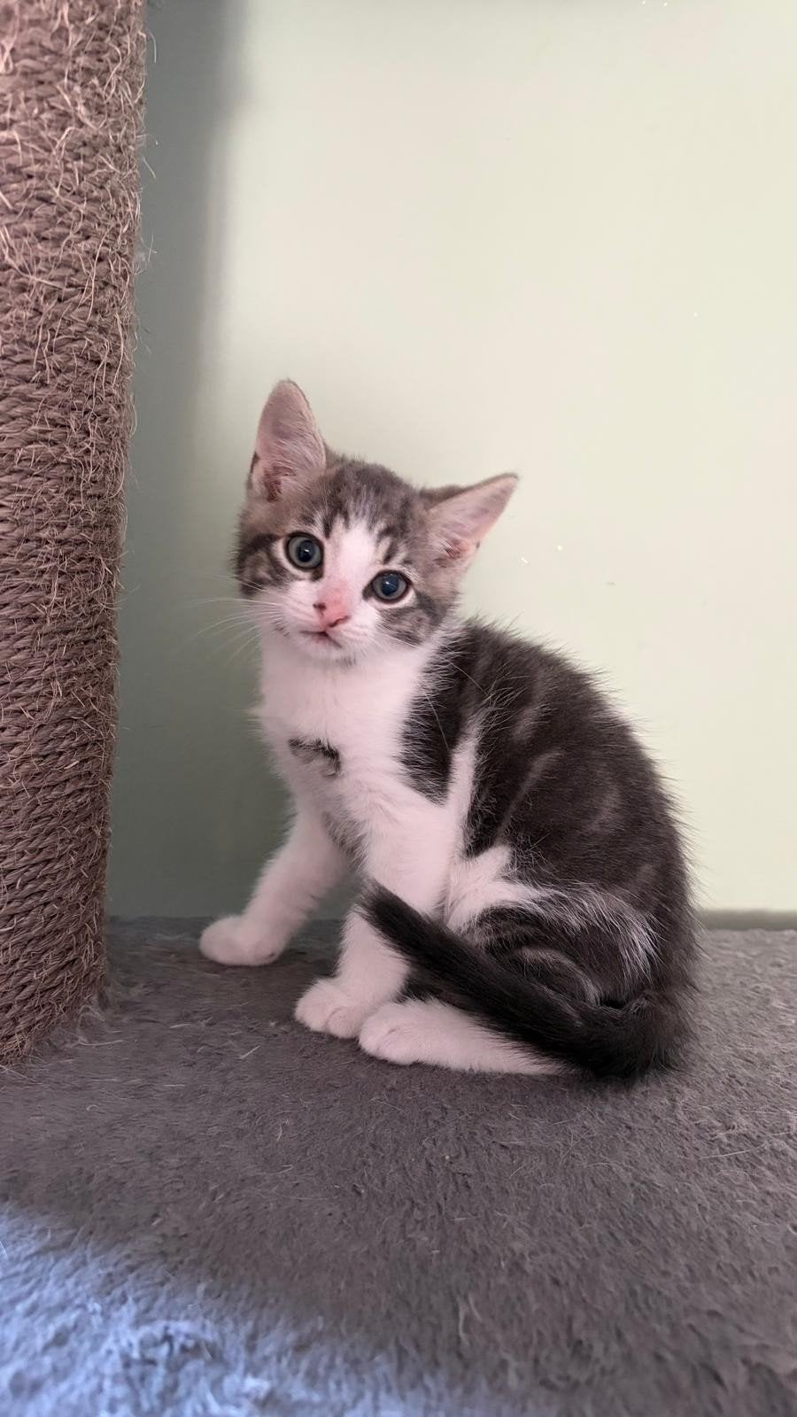 3 kittens moeder noorse boskat ( katertjes ), Kater