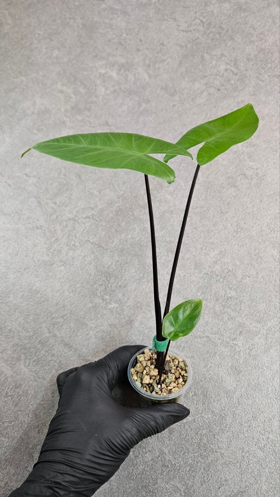 Alocasia Macrorrhiza Black Stem, Ophalen of Verzenden, Halfschaduw, Minder dan 100 cm