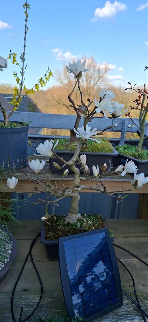Prachtige Magnolia Stellata Bonsai - ca. 35cm hoog, Tuin en Terras, Overige soorten, Vaste plant, Ophalen of Verzenden, Halfschaduw