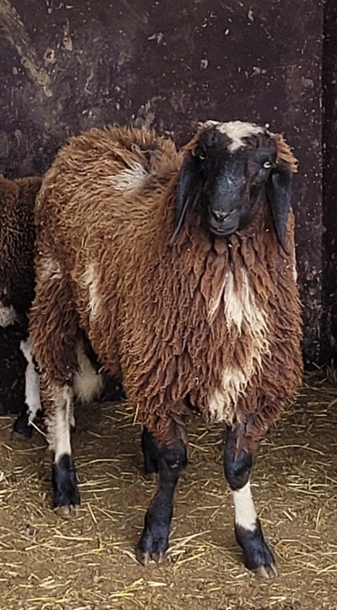 Bonte Bergschaap Ram, Dieren en Toebehoren, Mannelijk, Schaap