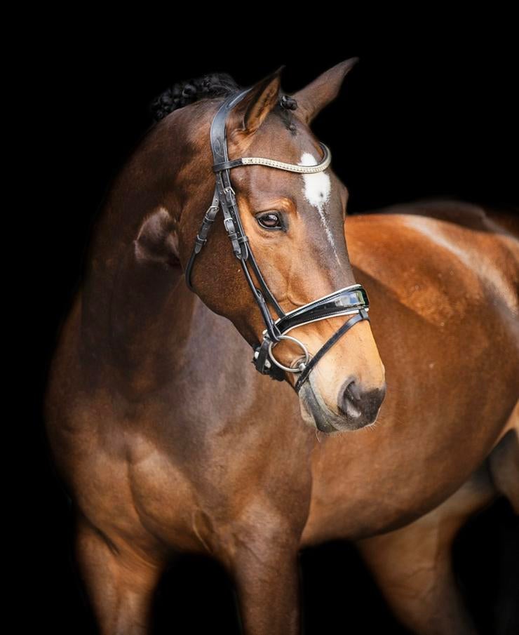 Fijne allround dressuurmerrie, Dieren en Toebehoren, Paarden, Merrie, Dressuurpaard, 11 jaar of ouder, 165 tot 170 cm