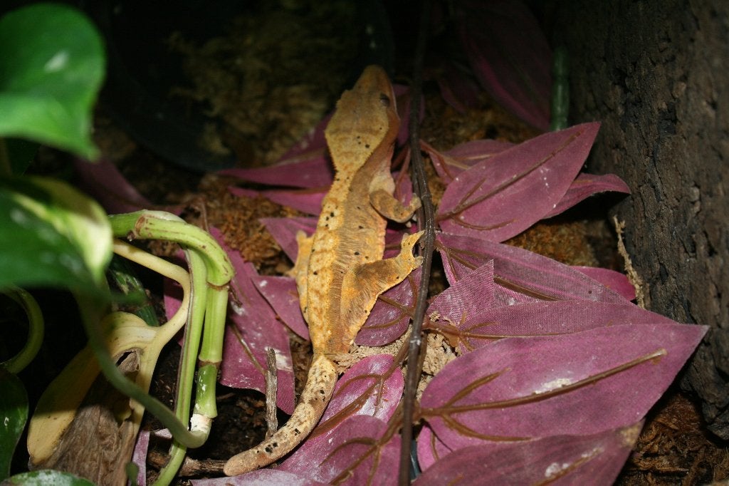 Wimpergekko of Crested Gekko of Correlophus ciliatus Crested Gecko - unknown for sale from Raif