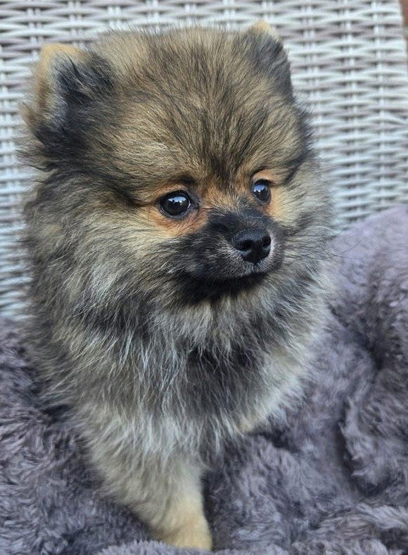 pomeriaan pup, Dieren en Toebehoren, Particulier, 15 weken tot 1 jaar, Reu, Buitenland