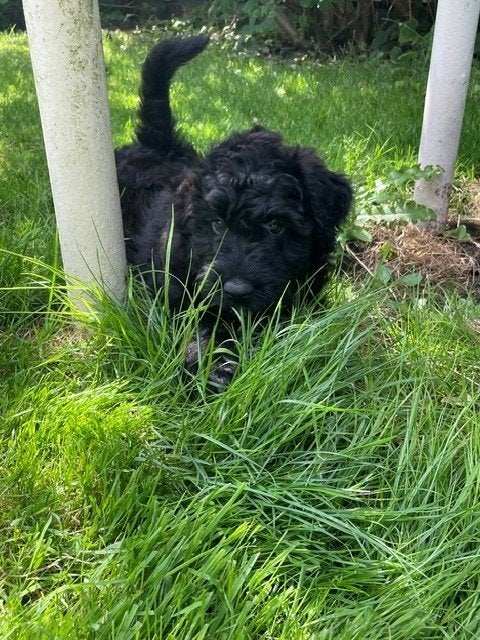 Bouvier des Flandres pup (teefje) met stamboom, Dieren en Toebehoren, Parvo, 8 tot 15 weken, Teef, Eén hond