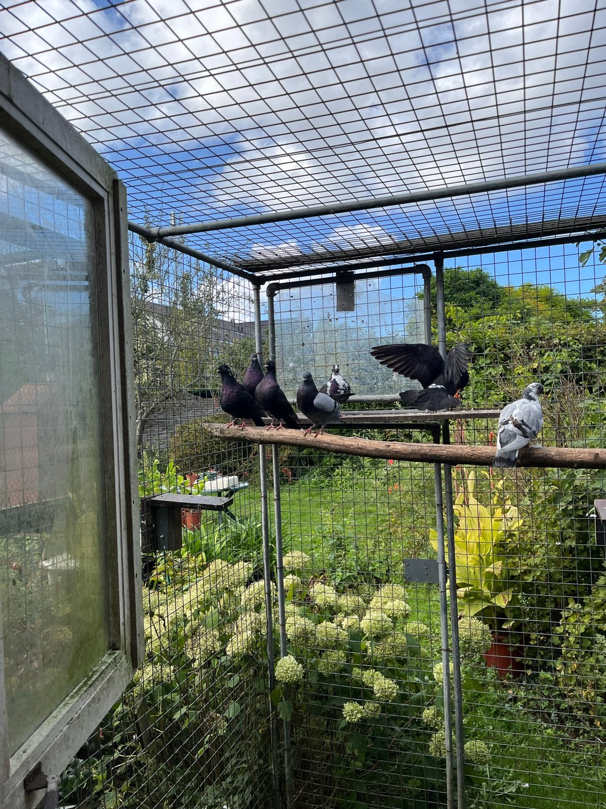 Canario kroppers, Meerdere dieren, Kropper