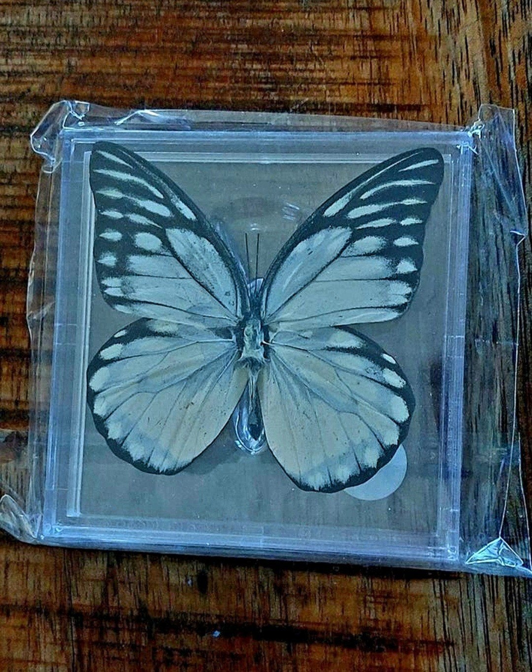 Diverse vlinders in plexiglas - Vraag naar andere soorten, Ophalen of Verzenden, Nieuw, Insect, Opgezet dier