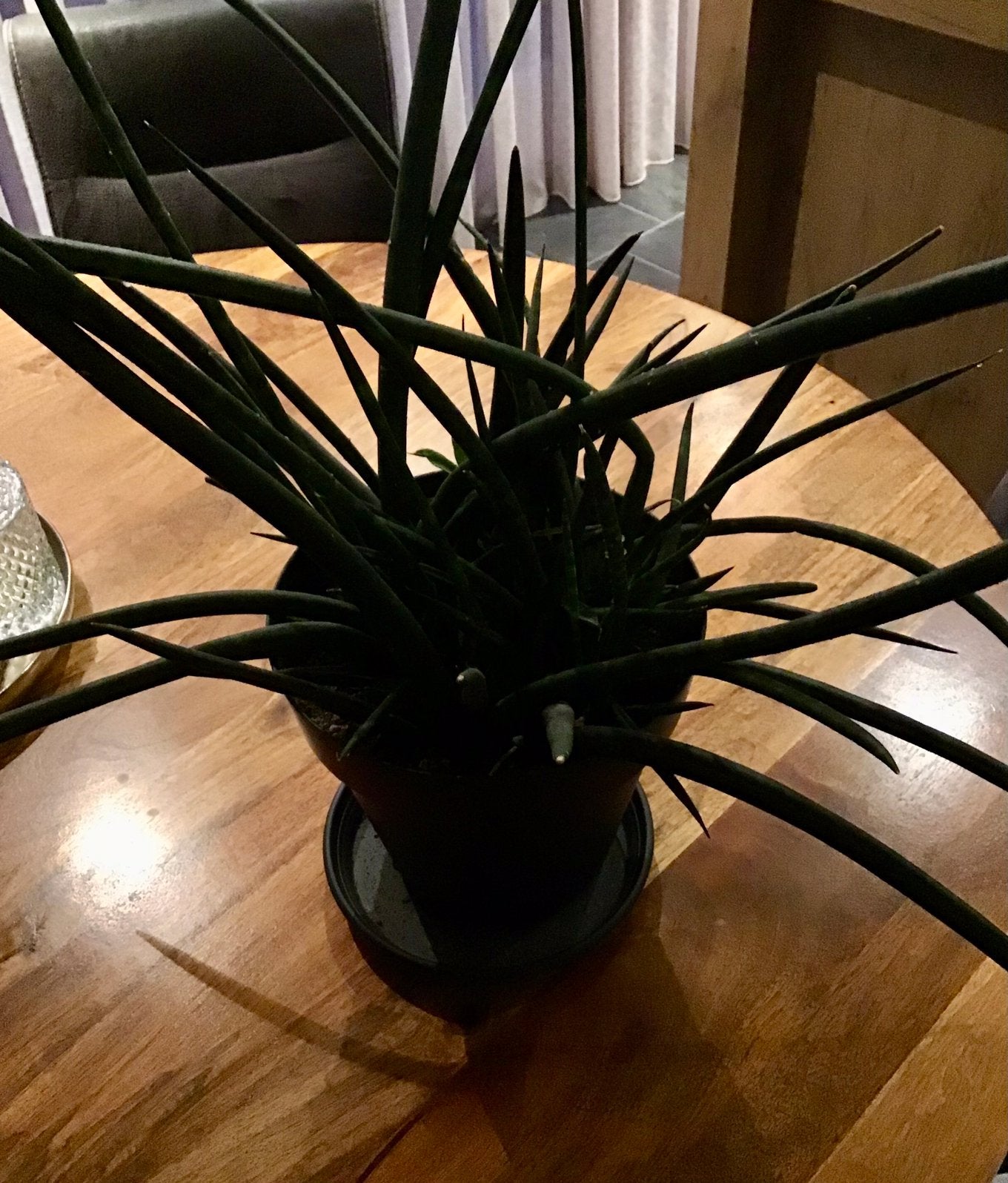 Plant vrouwentong, Huis en Inrichting, Ophalen, Gebruikt