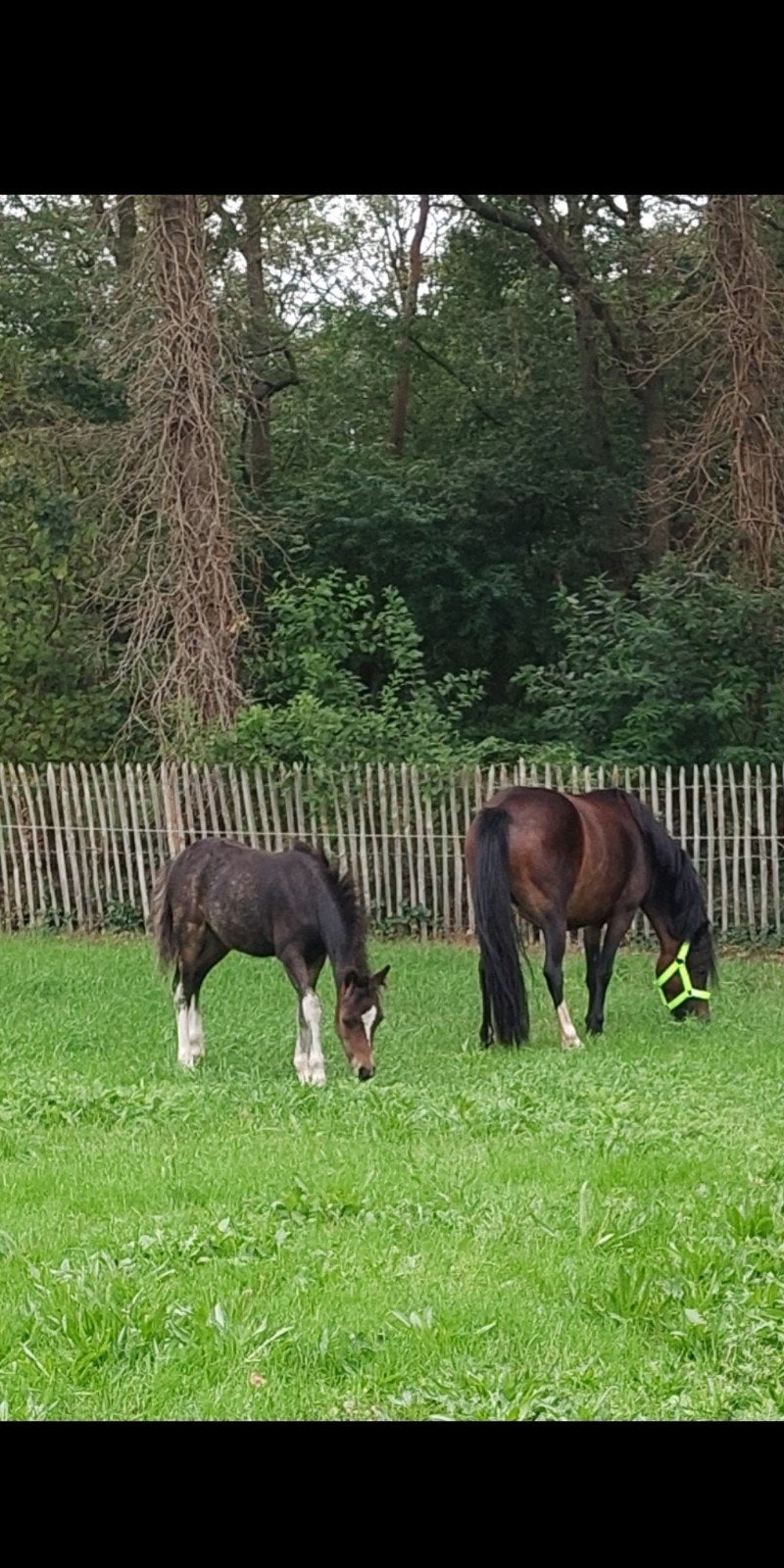 Prachtig hengstveulen, Dieren en Toebehoren, Hengst, A pony (tot 1.17m), 0 tot 2 jaar