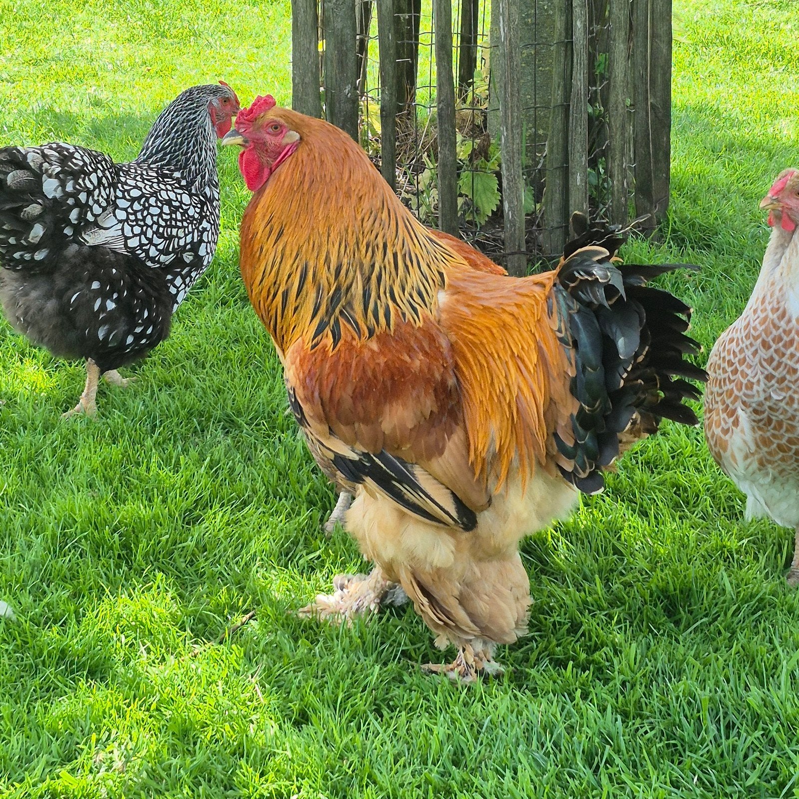 Gratis brahma haan, Dieren en Toebehoren, Pluimvee, Mannelijk, Kip