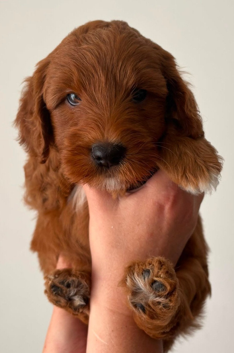 Mini /kleine medium Australian Labradoodle pups, 8 tot 15 weken, Meerdere, Meerdere dieren, Nederland