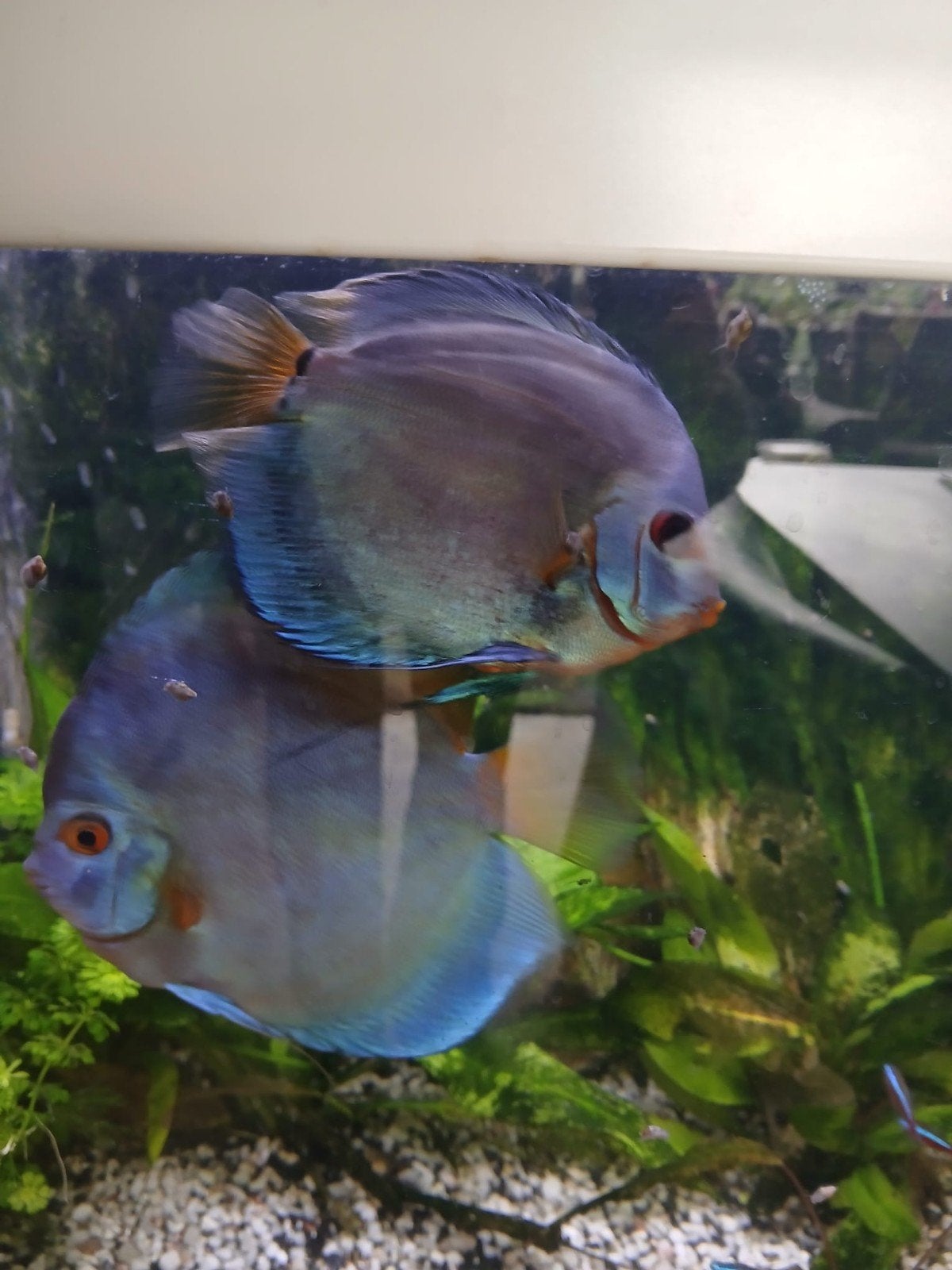 Discussen blauw.  2 groot en 1 kleinere, Dieren en Toebehoren, Vissen | Aquariumvissen, Vis