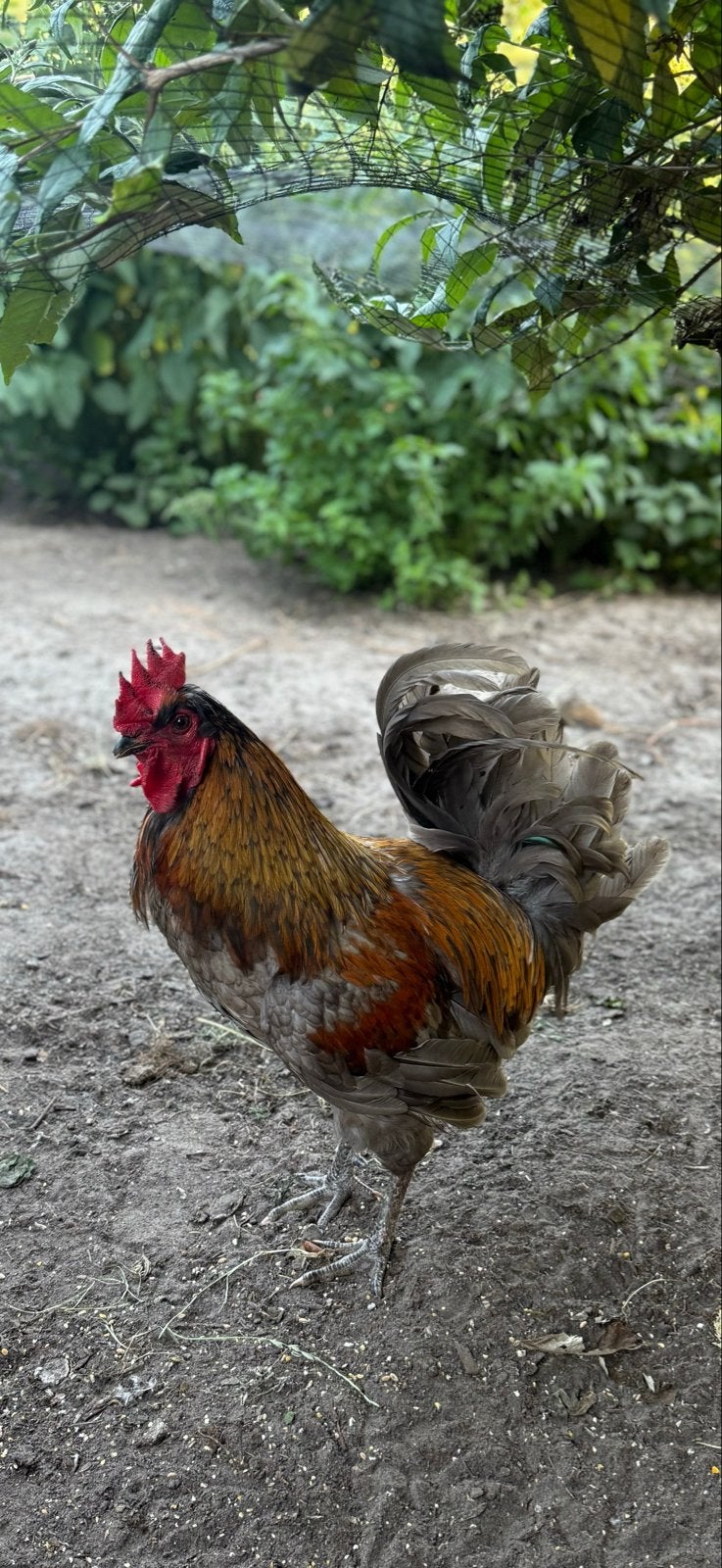 Lieve kruising Welsumer haan., Dieren en Toebehoren, Pluimvee, Mannelijk, Kip