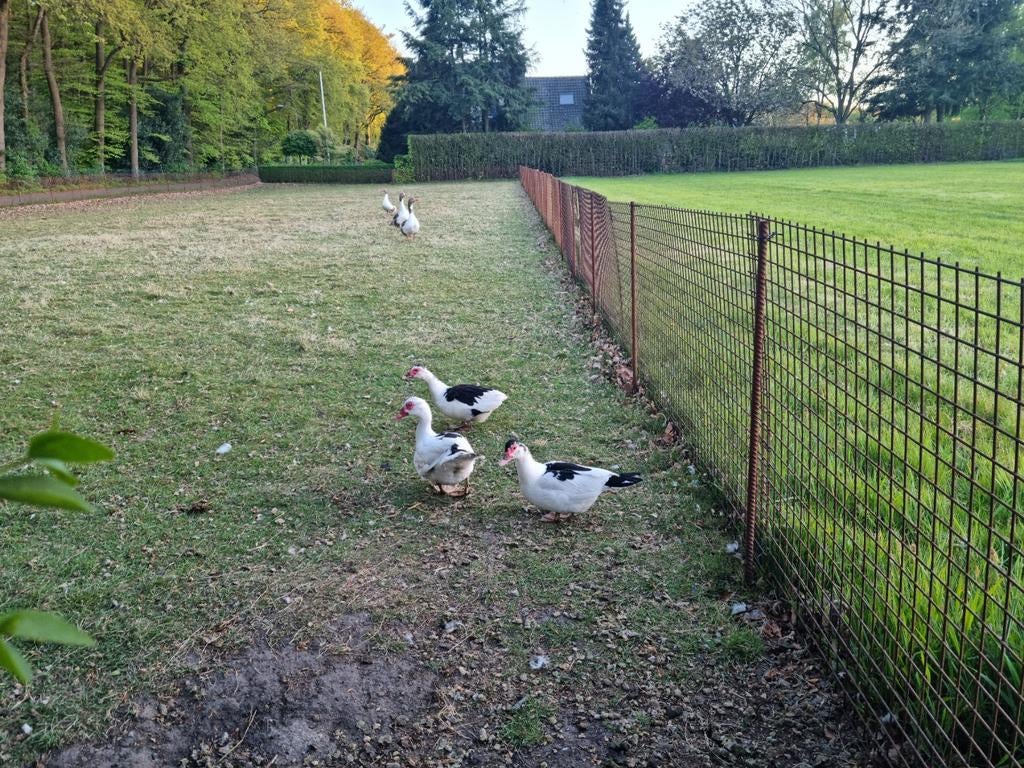Prachtig trio kaapse eenden muskuseenden 2025 Klaar vr kweek, Meerdere dieren, Eend