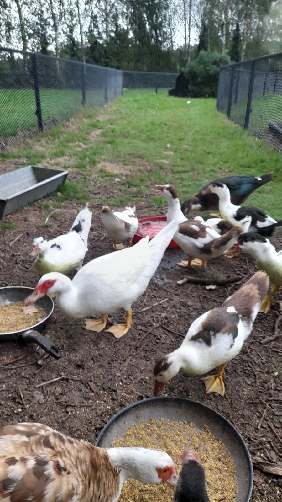 Mooie muskuseenden te koop!, Dieren en Toebehoren, Meerdere dieren, Eend