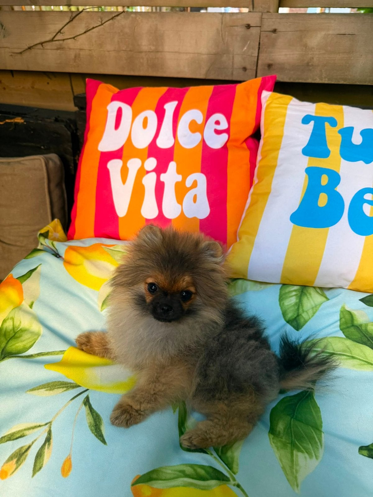 Pomeranian | Pomeriaan | Teef | Mini | Stamboom, Particulier, Keeshond, 15 weken tot 1 jaar, Buitenland