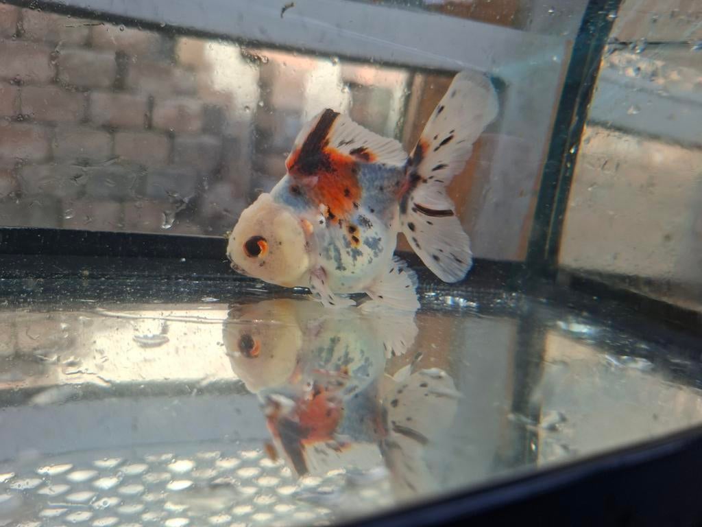 Oranda goudvis, Dieren en Toebehoren, Vissen | Vijvervissen, Goudvis(sen)