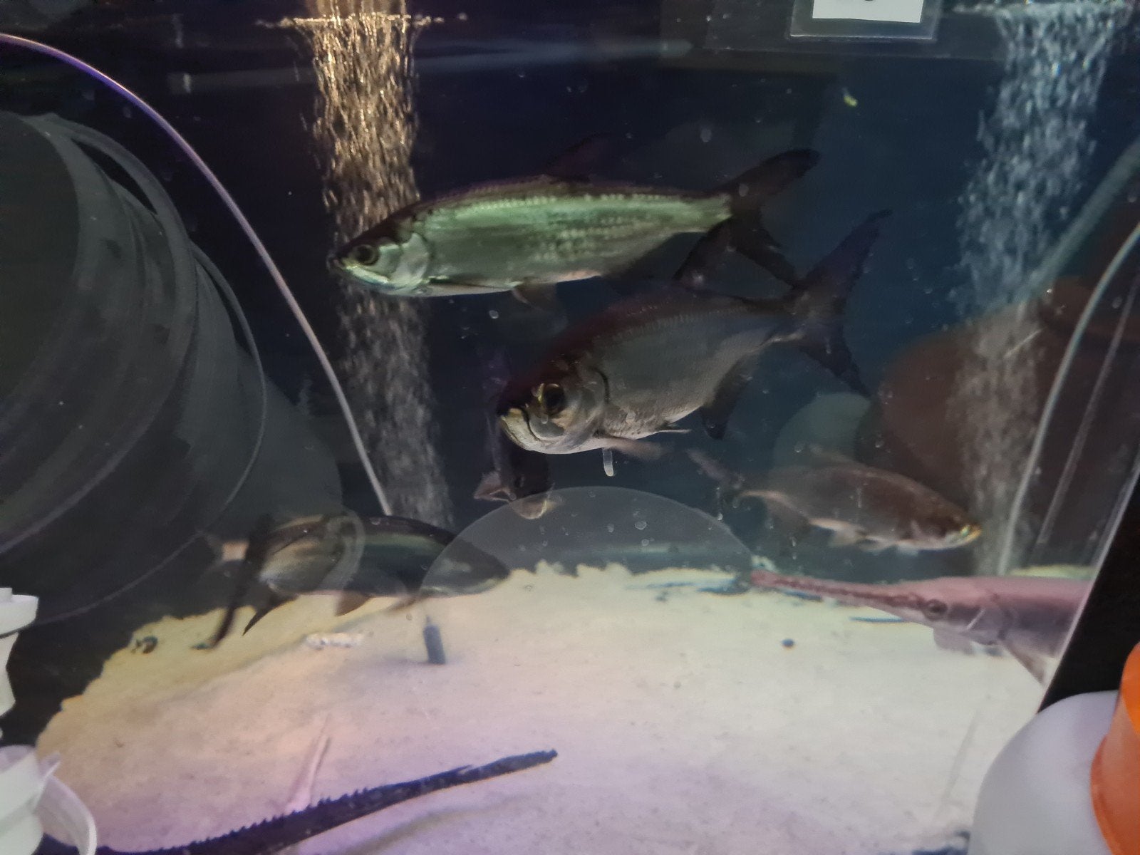 Tarpon, Trapoen, Megalops Atlanticus, zoetwater, Dieren en Toebehoren, Vis, Zoetwatervis