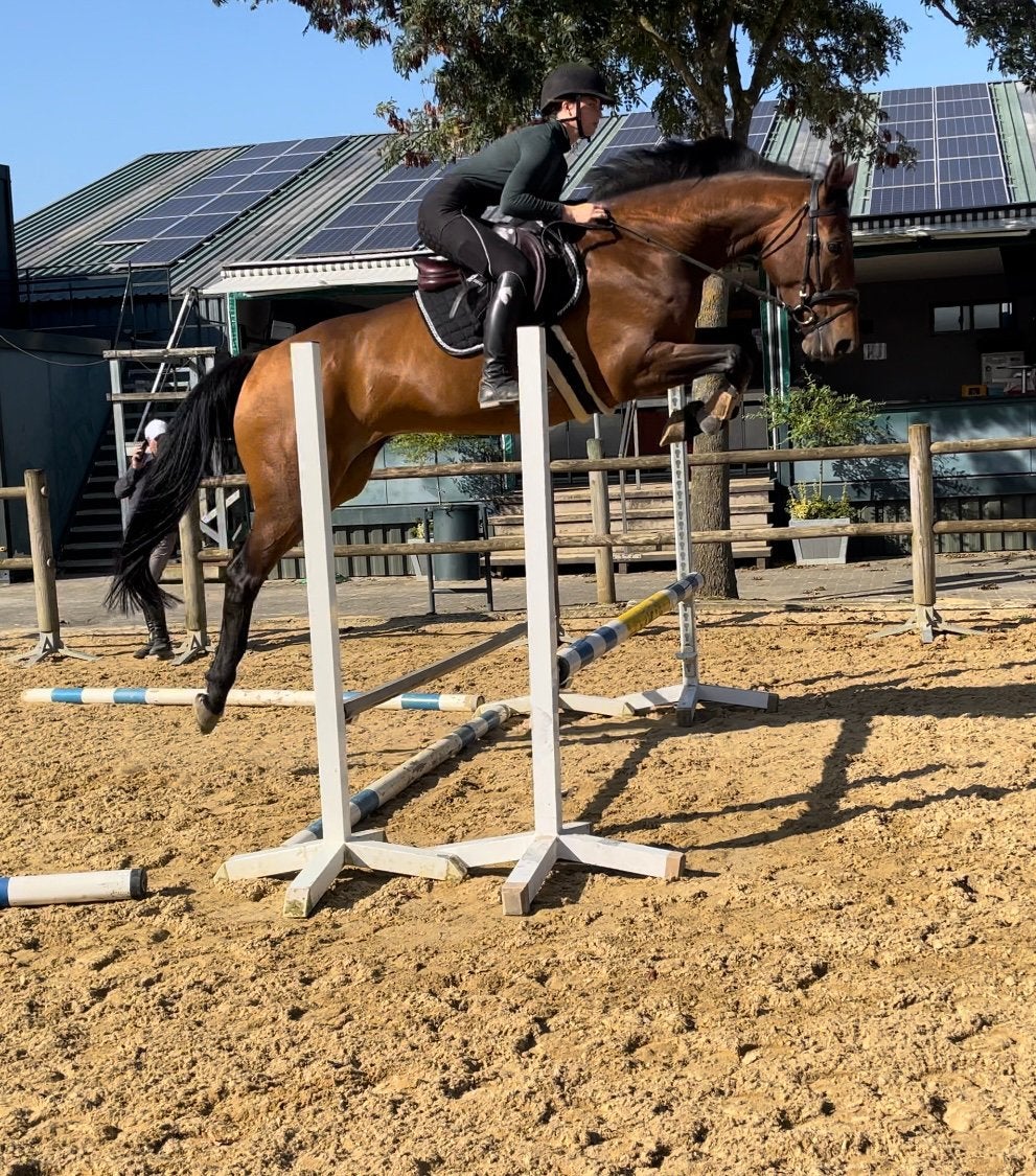 Young horse training