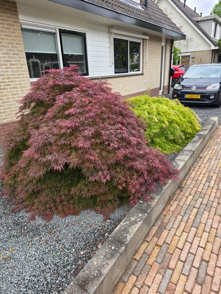 Mooie grote japanse esdoorn, Bloeit niet, Halfschaduw, 100 tot 250 cm, Overige soorten