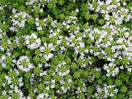 kruiptijm (thymus praecox), Tuin en Terras, Planten | Tuinplanten, Ophalen, Bodembedekkers, Volle zon, Vaste plant