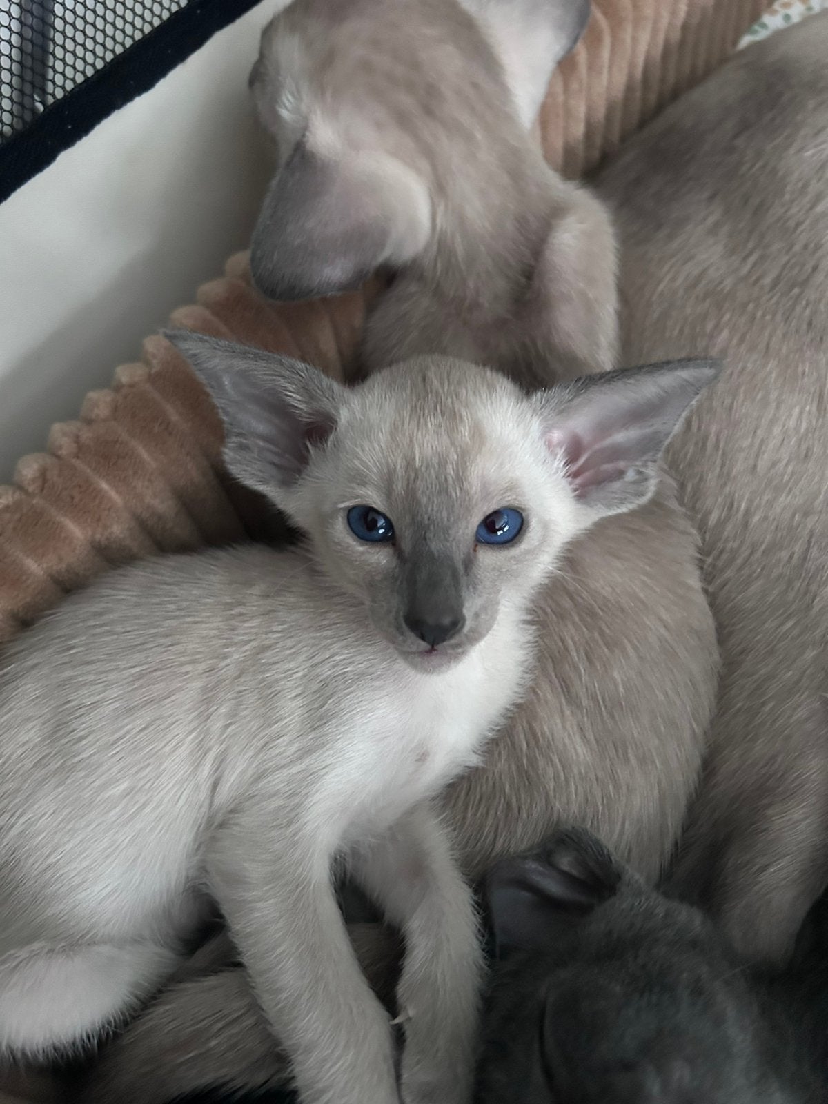 Oosters korthaar kittens, Meerdere dieren, 0 tot 2 jaar