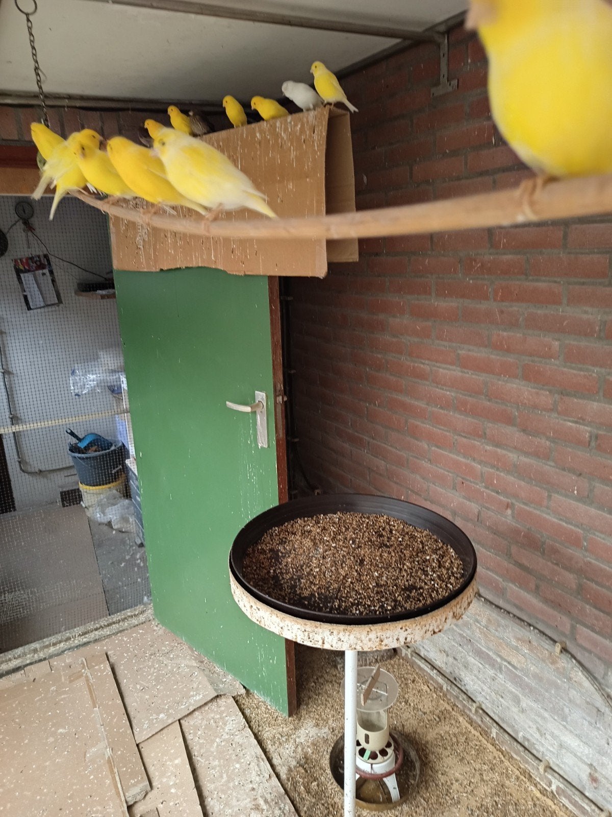 gele kleur kanaries, Meerdere dieren, Kleurkanarie