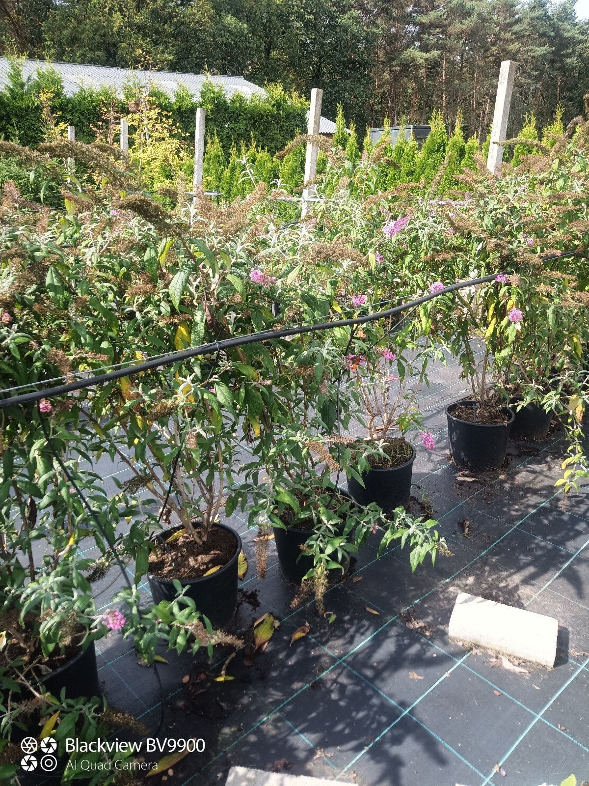 24 vlinderstruiken buddleja roze, paars en wit 125-150cm, Tuin en Terras, Ophalen of Verzenden, Overige soorten, Struik, 100 tot 250 cm