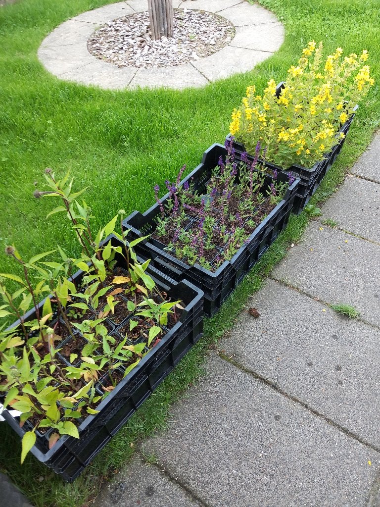Tuinplanten, Ophalen of Verzenden, Vaste plant, Kruiden, Halfschaduw