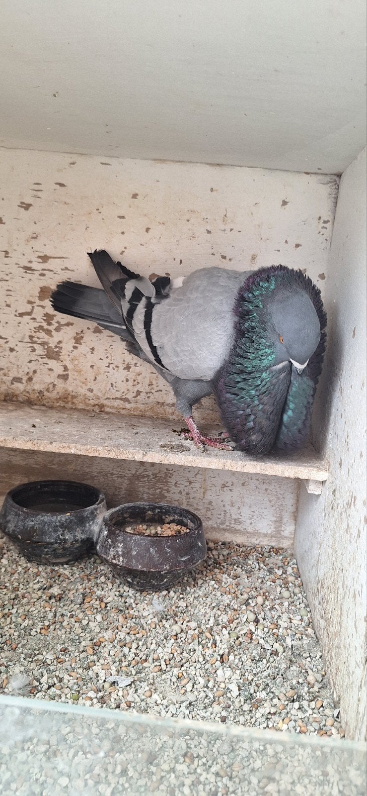 Doffer, Dieren en Toebehoren, Mannelijk, Kropper