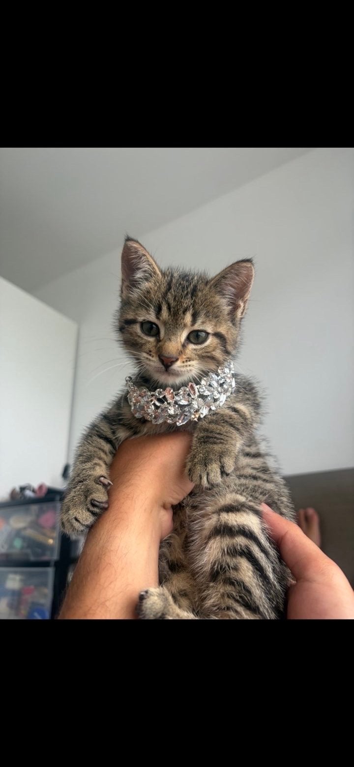 Brits korthaar x europees x maine coon, Dieren en Toebehoren, Kater, Kortharig, 0 tot 2 jaar