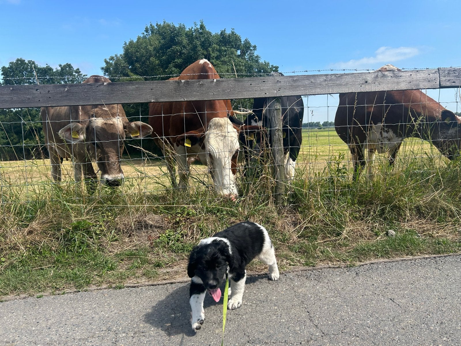 Pup Teddy zoekt een gouden huis, Dieren en Toebehoren, Honden | Niet-rashonden, Parvo, Reu, 8 tot 15 weken, Eén hond