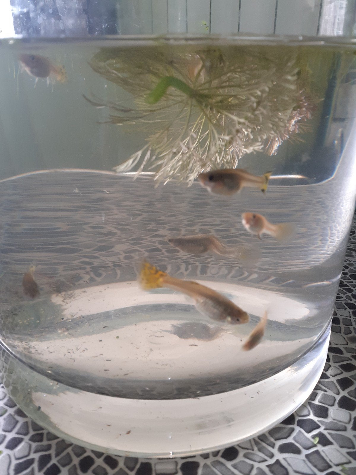 Te koop: 6 mooie guppen (vrouw), Vis