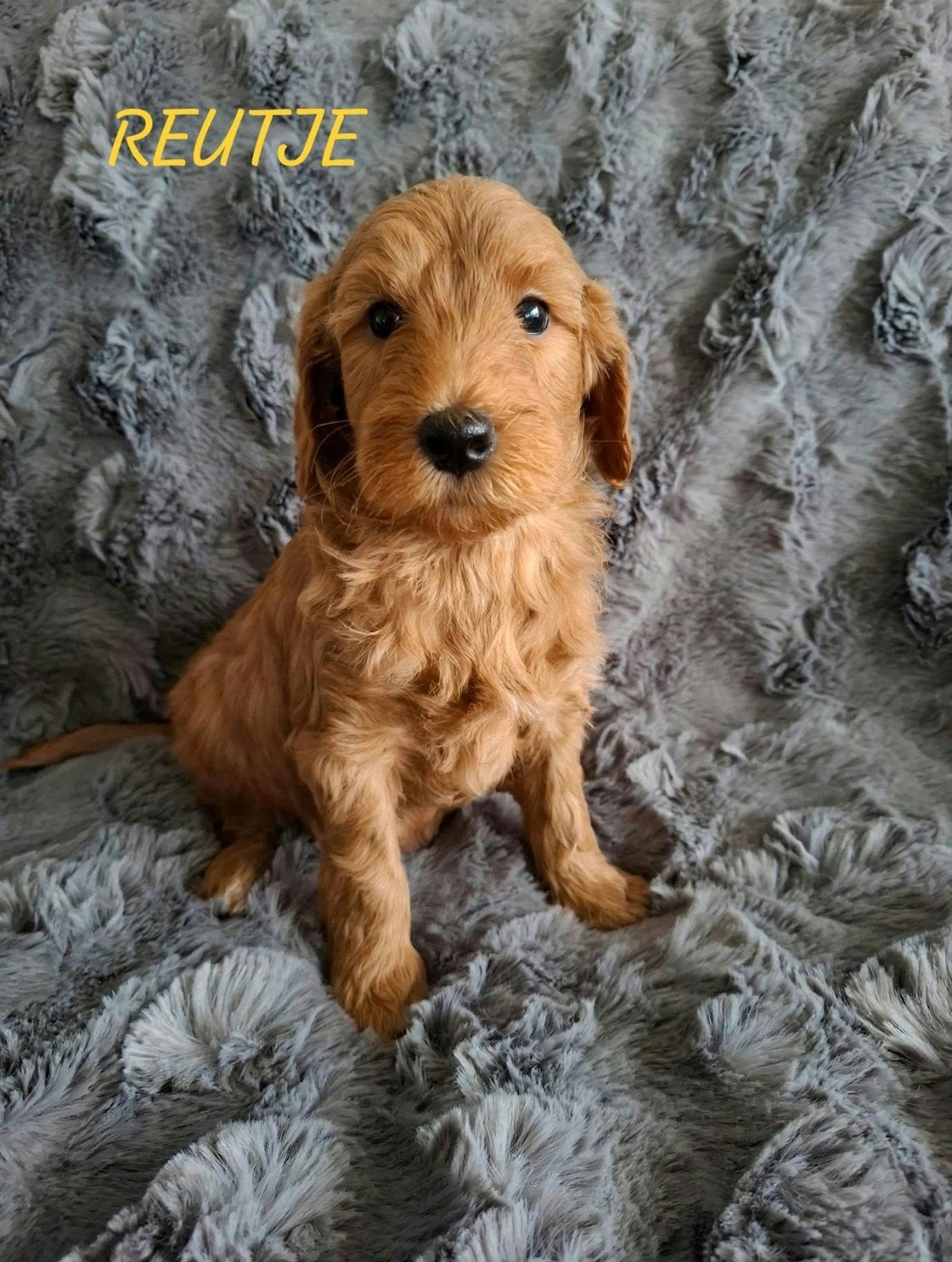 Labradoodle puppie,s, Nederland, Overige rassen, 8 tot 15 weken, CDV (hondenziekte)