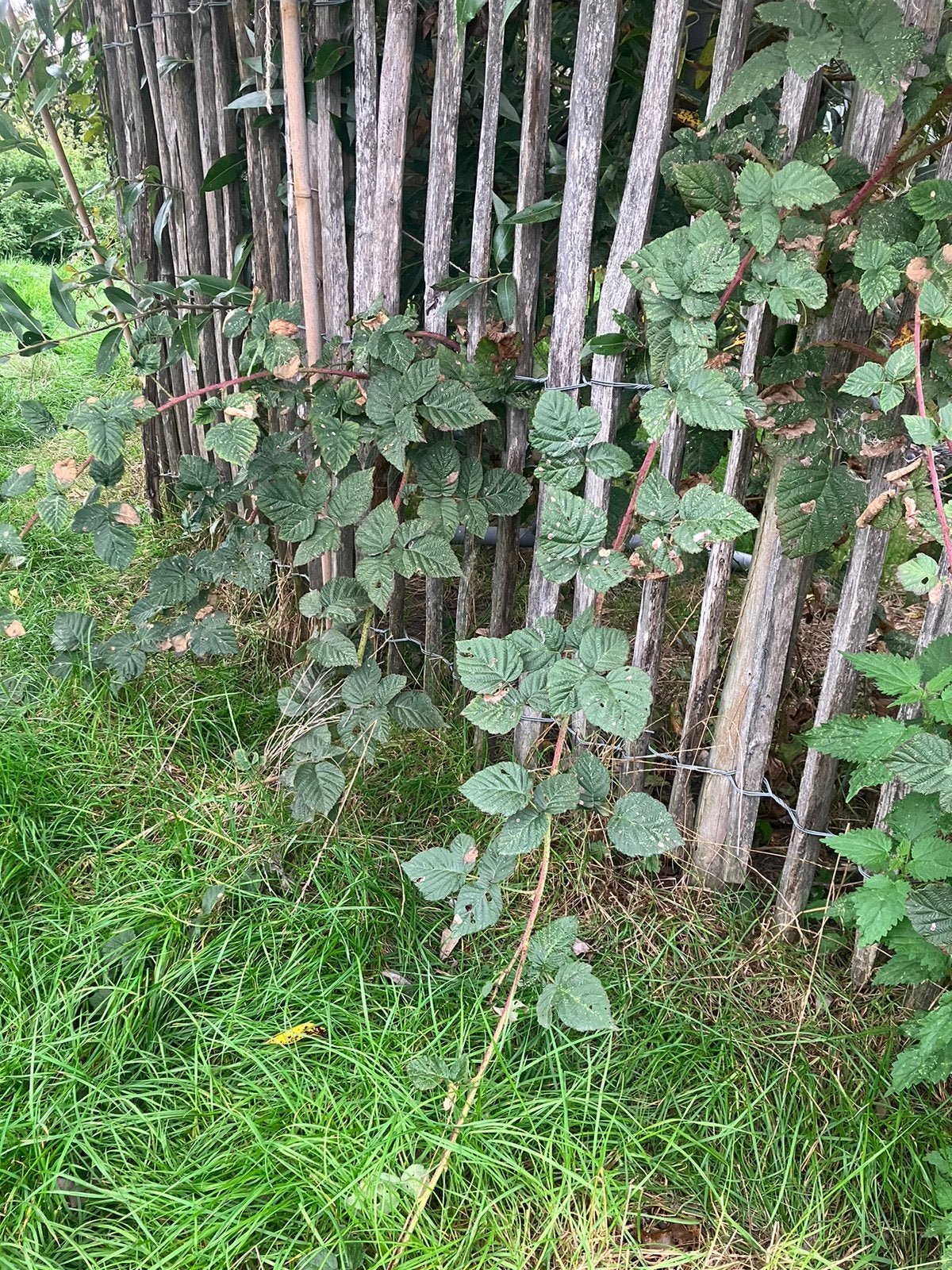 Tayberry/ taybes stekjes, Ophalen, Volle zon, Vaste plant, Fruitplanten