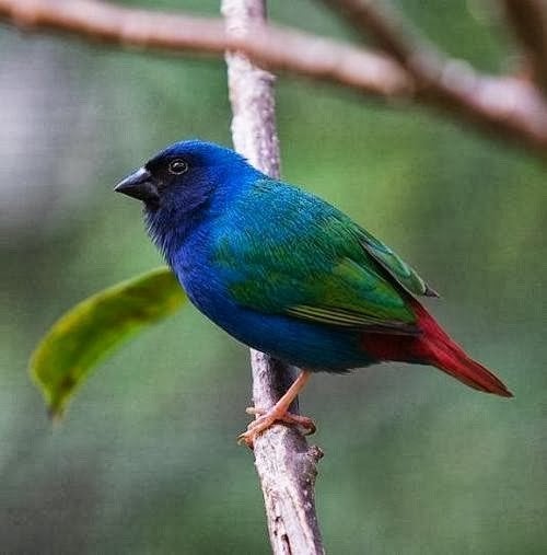 Nieuw binnen bij Vogelspeciaalzaak De Toekan – Zeldzame F, Dieren en Toebehoren, Vrouwelijk, Tropenvogel, Geringd