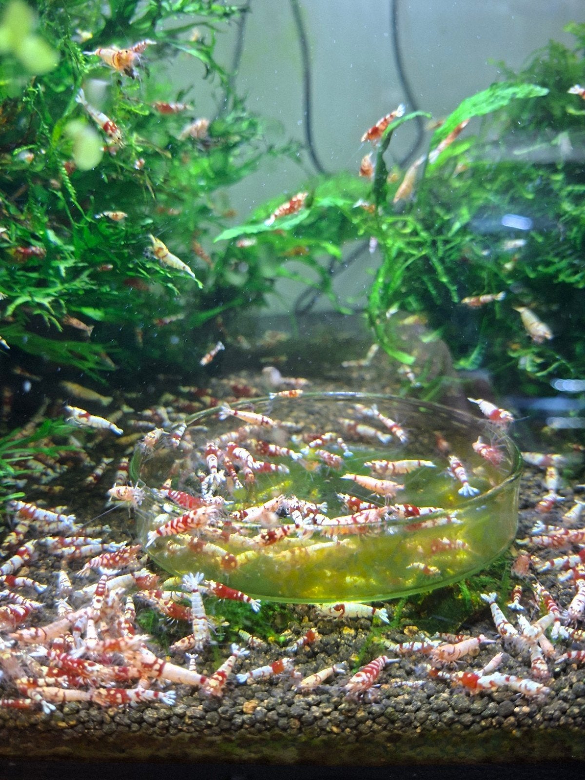 Fancy Tiger Red Caridina Garnalen, Kreeft, Krab of Garnaal