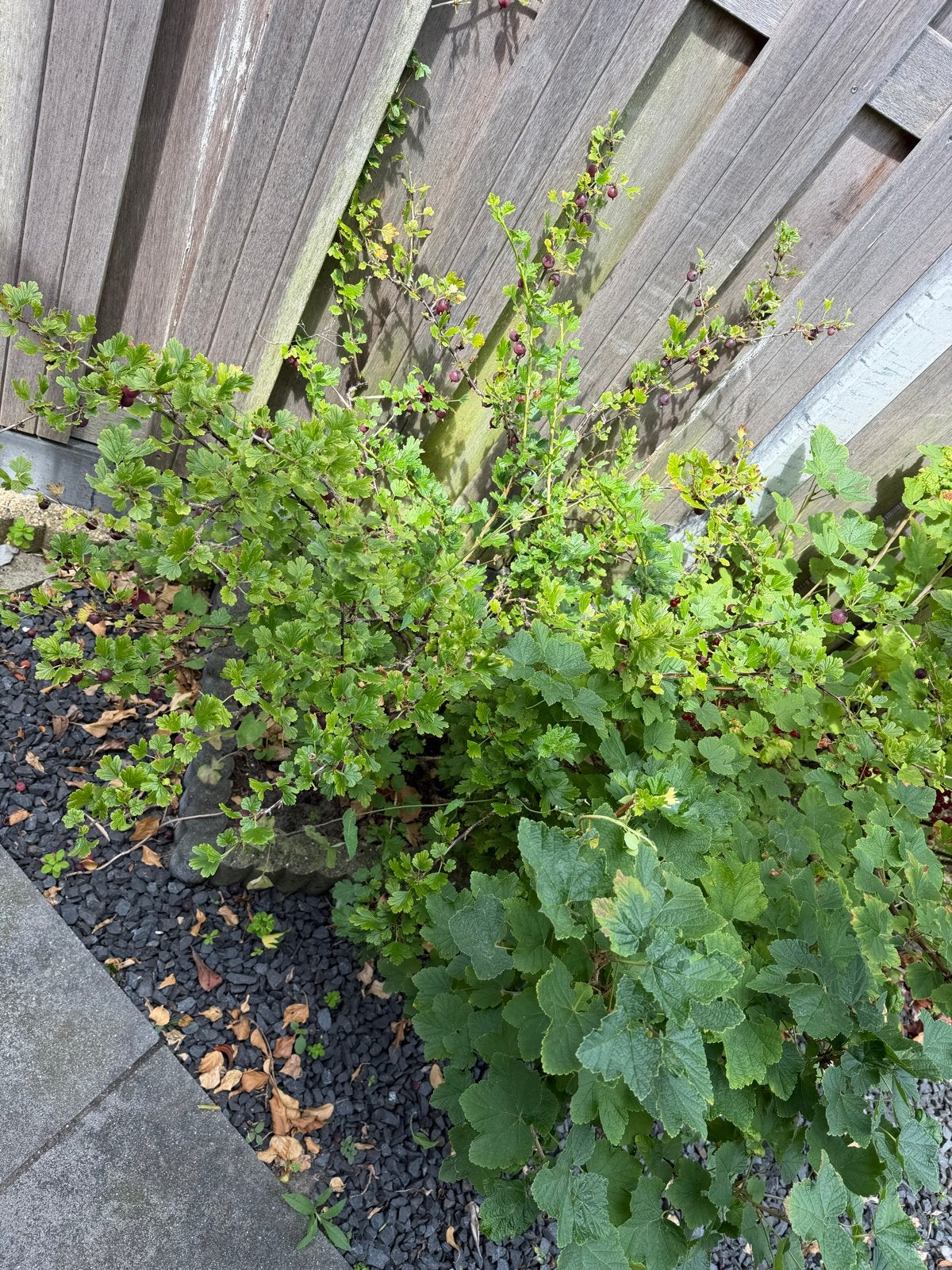 Gratis buitenplanten en boompjes - Zelf uitgraven, Volle zon, Vaste plant, Zomer, Ophalen