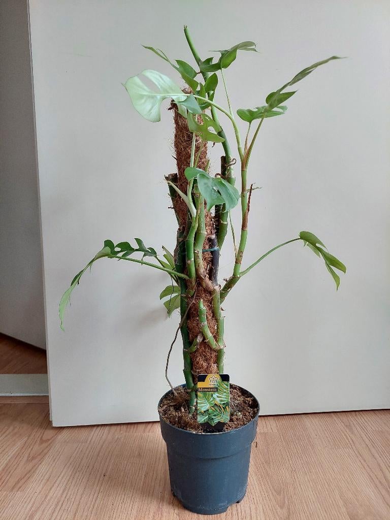 Monstera Minima - Raphidophora Tetrasperma/Gatenplant H:73cm, Ophalen, Overige soorten, Halfschaduw, Minder dan 100 cm