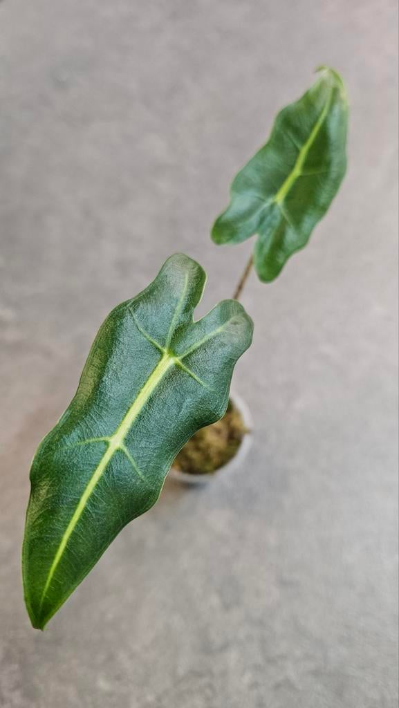 Alocasia Sarian, Ophalen of Verzenden, Halfschaduw, Minder dan 100 cm