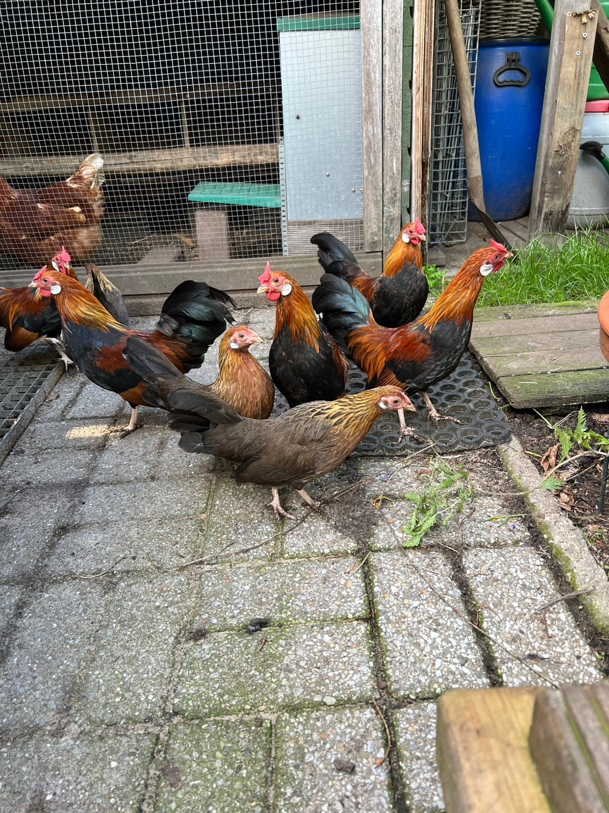 Java krielkipjes, Dieren en Toebehoren, Meerdere dieren, Kip