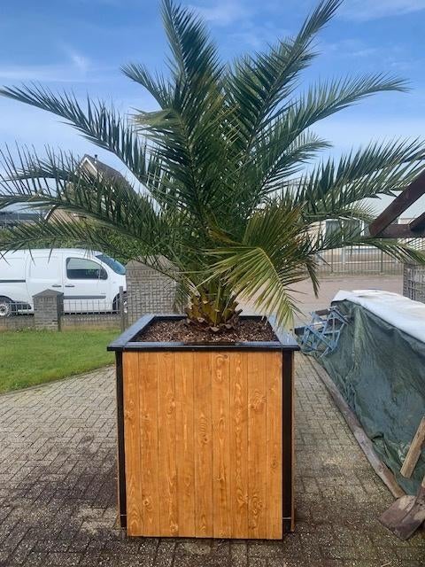 Trachy fortunei en  wagnerianus palmboom palmbomen palm, 100 tot 250 cm, Zomer, Palmboom, Ophalen