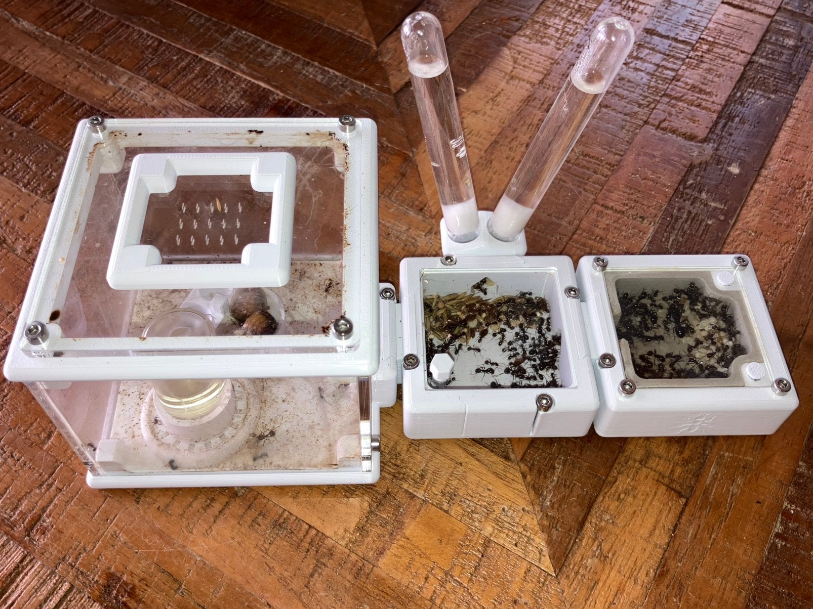 Messor (>120W), Verzenden, Overige soorten