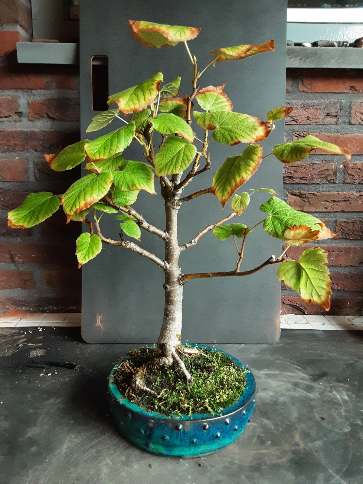 Bonsai lindeboom in blauwe pot, Tuin en Terras, Bloeit niet, Overige soorten, Minder dan 100 cm, Ophalen
