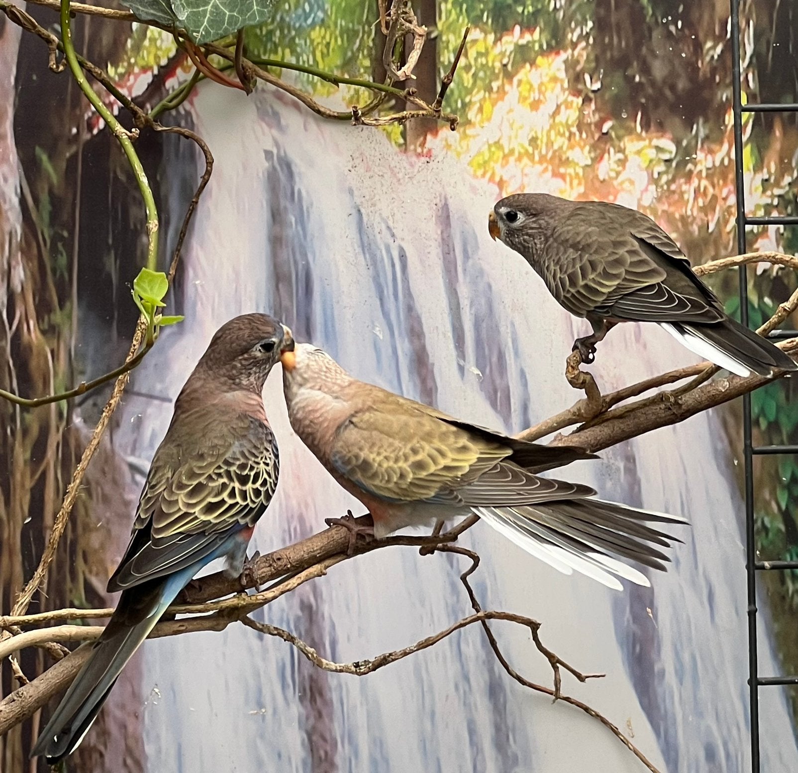 Bourkeparkiet, Dieren en Toebehoren, Vogels | Parkieten en Papegaaien, Meerdere dieren, Parkiet