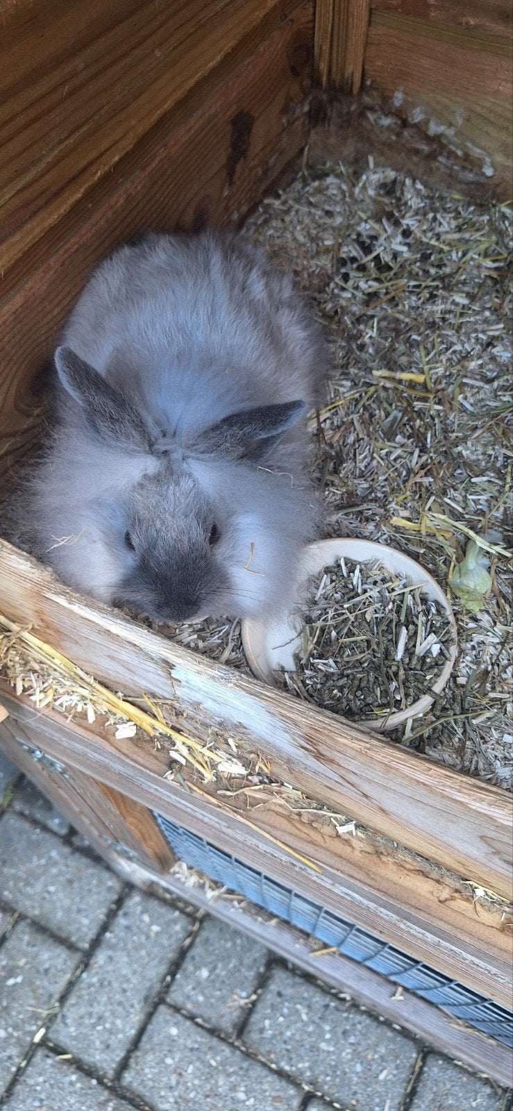 teddy dwerg vrouwtje, Dieren en Toebehoren, Konijnen, Vrouwelijk, Dwerg