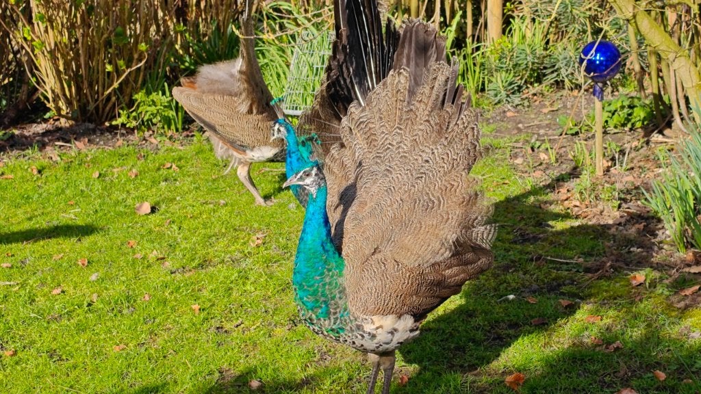 Prachtige jonge mannetjespauw van vorig jaar. Blauwe pauw, Dieren en Toebehoren, Mannelijk, Overige soorten