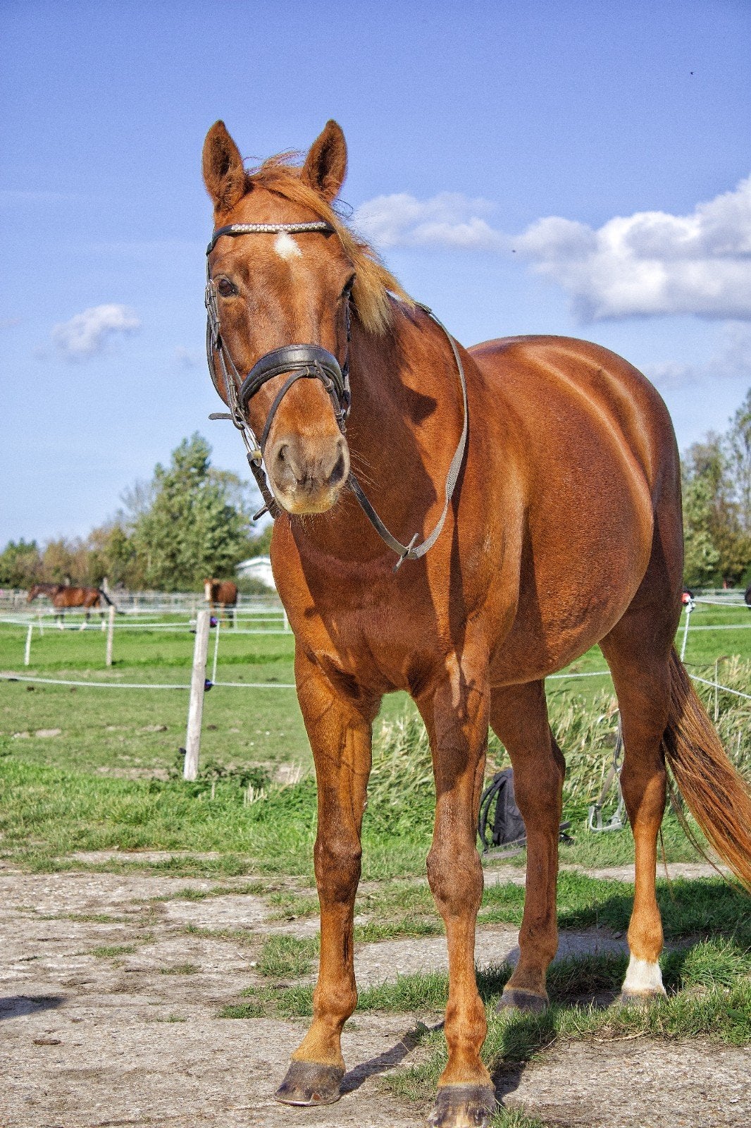 Te koop: 14 jarige KWPN merrie, Merrie, Met stamboom, L, 11 jaar of ouder